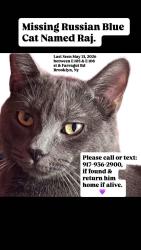 Lost Male Cat last seen E 105th st Farragut Rd, Brooklyn, NY 11236