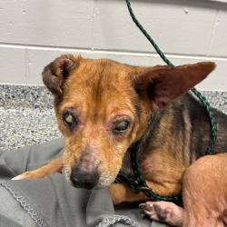 Shelter Stray Female Dog last seen , 328 Furman Hall Rd, Greenville, SC 29609, USA