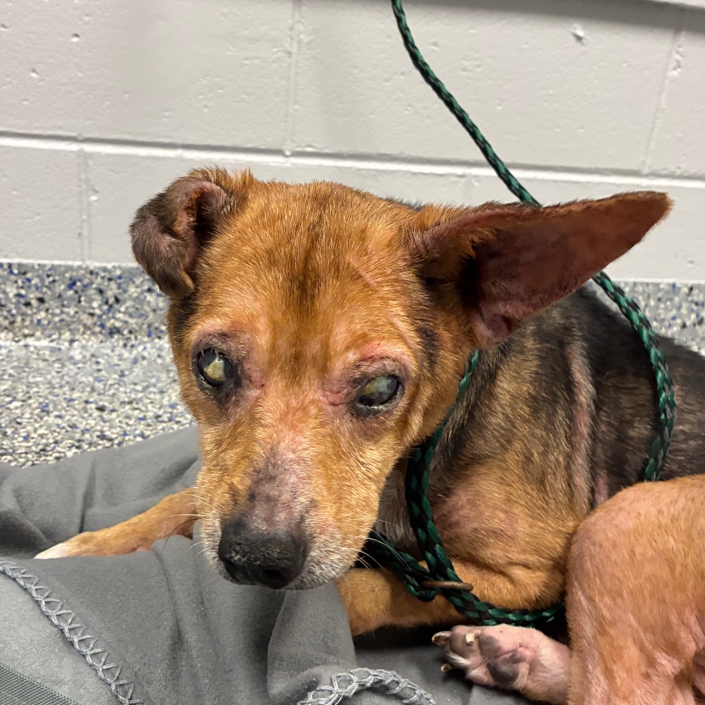 Shelter Stray Female Dog last seen , 328 Furman Hall Rd, Greenville, SC 29609, USA