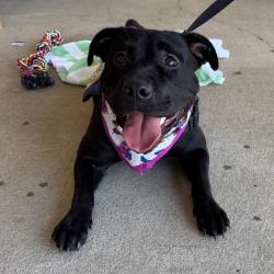 Shelter Stray Female Dog last seen , 328 Furman Hall Rd, Greenville, SC 29609, USA
