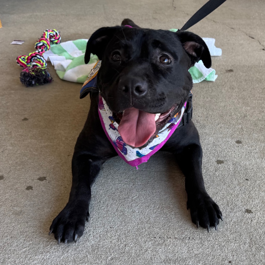 Shelter Stray Female Dog last seen , 328 Furman Hall Rd, Greenville, SC 29609, USA