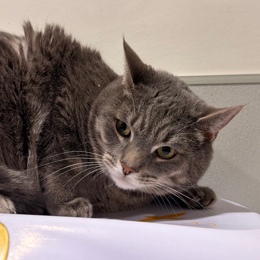 Shelter Stray Male Cat last seen , 3607 N Armenia Ave, Tampa, FL 33607, USA