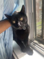 Found/Stray Unknown Cat last seen Benny crecent, Montréal, QC H4B 2R2