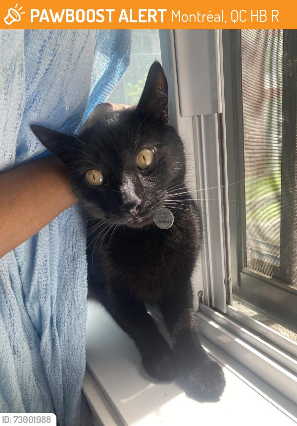 Found/Stray Unknown Cat last seen Benny crecent, Montréal, QC H4B 2R2
