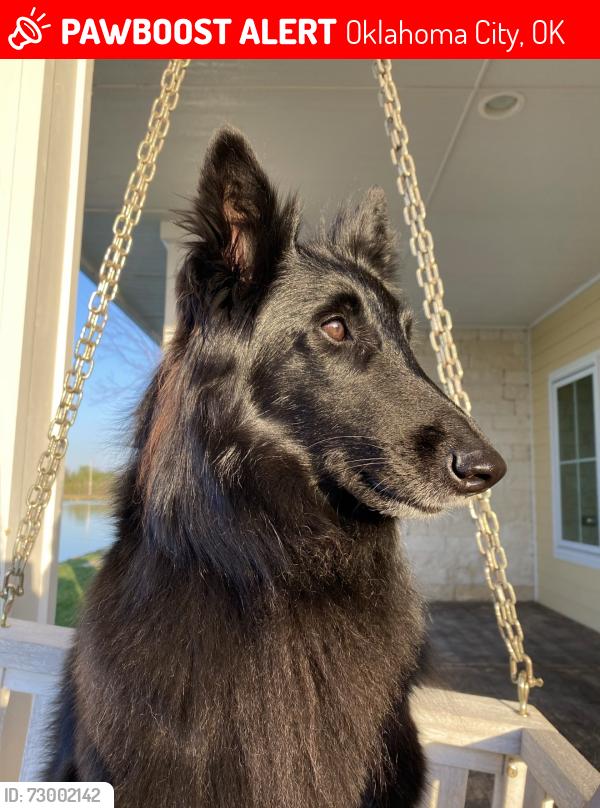 Lost Female Dog last seen JR’s Golf Course, Oklahoma City, OK 73170