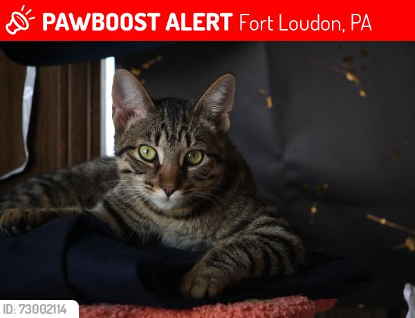 Lost Male Cat last seen Mullen street , Fort Loudon, PA 17224