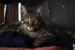 Lost Male Cat last seen Mullen street , Fort Loudon, PA 17224