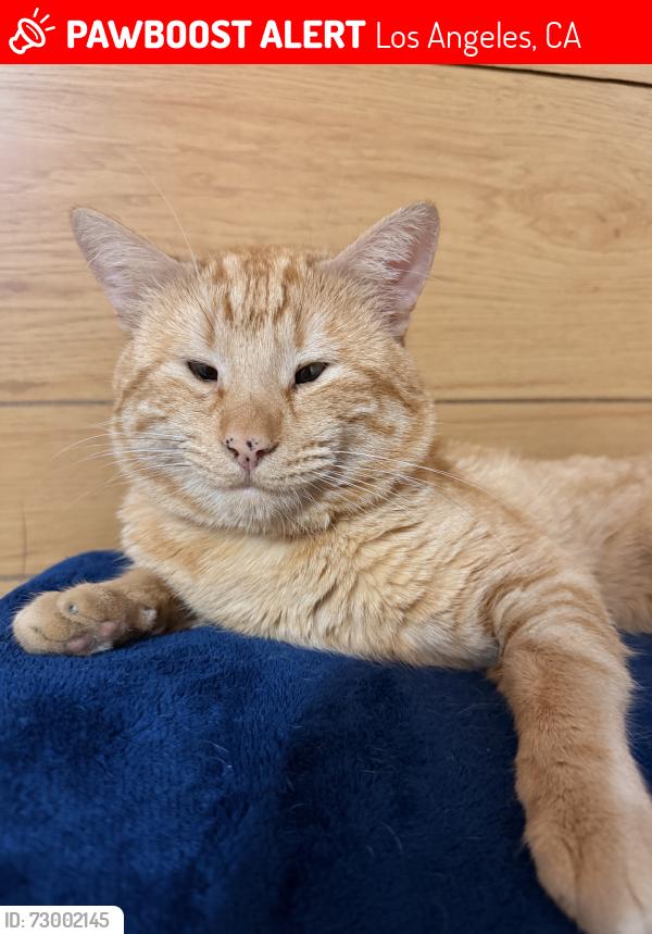 Lost Male Cat last seen Near street, Los Angeles, CA 90008