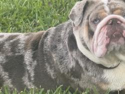 Reunited Male Dog last seen Crowned st, Groveland, FL 34736