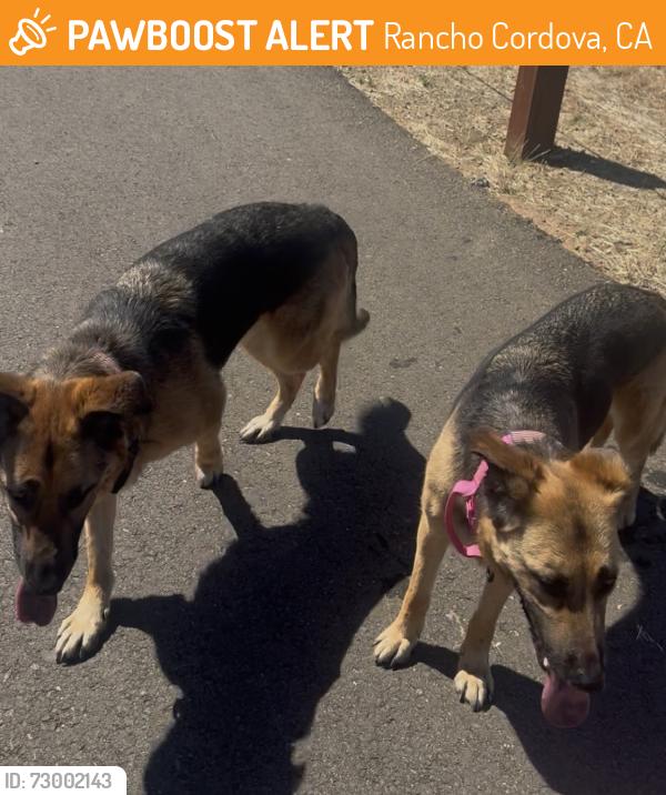 Found/Stray Male Dog last seen Chrysanthy and Goodland, Four Seasons at The Ranch, Rancho Cordova, CA 95742