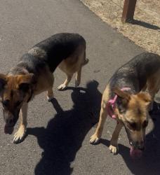 Found/Stray Male Dog last seen Chrysanthy and Goodland, Four Seasons at The Ranch, Rancho Cordova, CA 95742