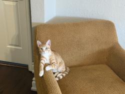 Reunited Male Cat last seen Near NW 25th Pl, Coral Springs, FL 33065, USA, Coral Springs, FL 33065