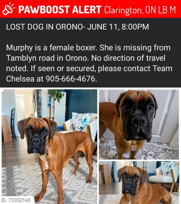Lost Female Dog last seen Tamblyn Rd, Orno, Clarington, ON L0B 1M0