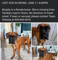 Lost Female Dog last seen Tamblyn Rd, Orno, Clarington, ON L0B 1M0