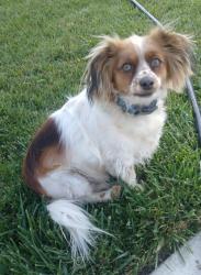 Reunited Male Dog last seen Bryson ave. & Firestone Blvd., South Gate, CA 90280