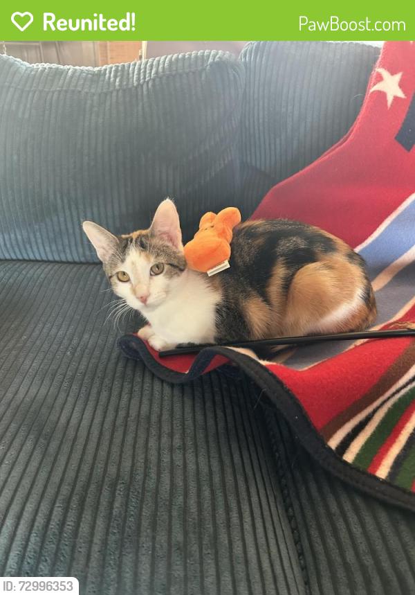 Reunited Female Cat last seen Sleepy Hollow Dr, Northbrook, IL 60062
