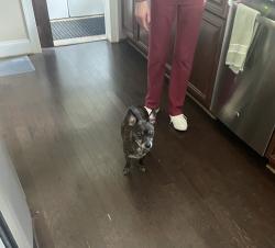 Found/Stray Unknown Dog last seen Holloman and Annandale , Falls Church, VA 22042
