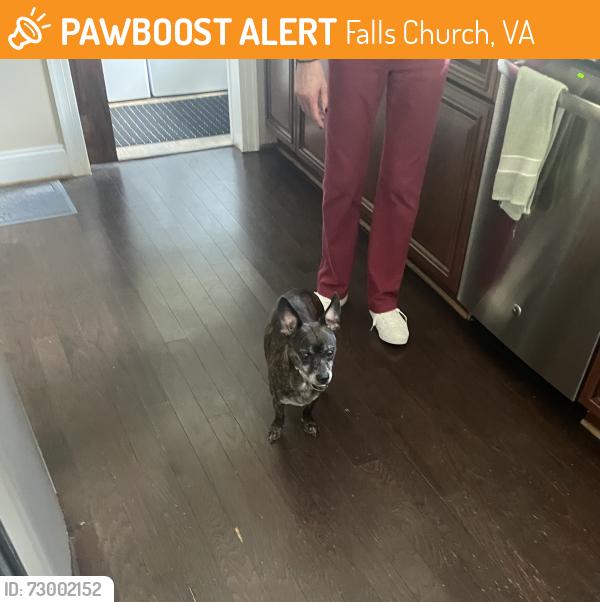 Found/Stray Unknown Dog last seen Holloman and Annandale , Falls Church, VA 22042