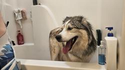 Reunited Male Dog last seen Virginia avenue and western avenue, Knoxville, TN 37921
