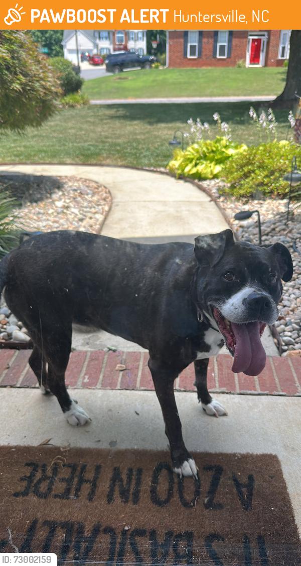 Found/Stray Unknown Dog last seen Eastfield Rd and Prosperity Church Rd, Huntersville, NC 28078