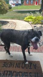 Found/Stray Unknown Dog last seen Eastfield Rd and Prosperity Church Rd, Huntersville, NC 28078