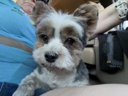 Found/Stray Male Dog last seen Idaho and Broadway  , Apache Junction, AZ 85119
