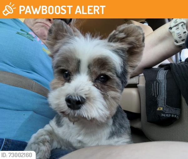 Found/Stray Male Dog last seen Idaho and Broadway  , Apache Junction, AZ 85119