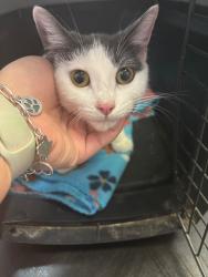 Shelter Stray Female Cat last seen Bexar County, 3353 Morningside Dr, New Braunfels, TX 78132, USA