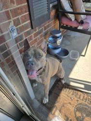 Reunited Male Dog last seen Windsor Spring $d, Hephzibah, GA 30815