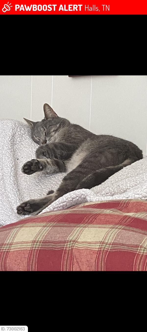 Lost Male Cat last seen Cunningham dr, Halls, TN 37918