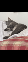 Lost Male Cat last seen Cunningham dr, Halls, TN 37918