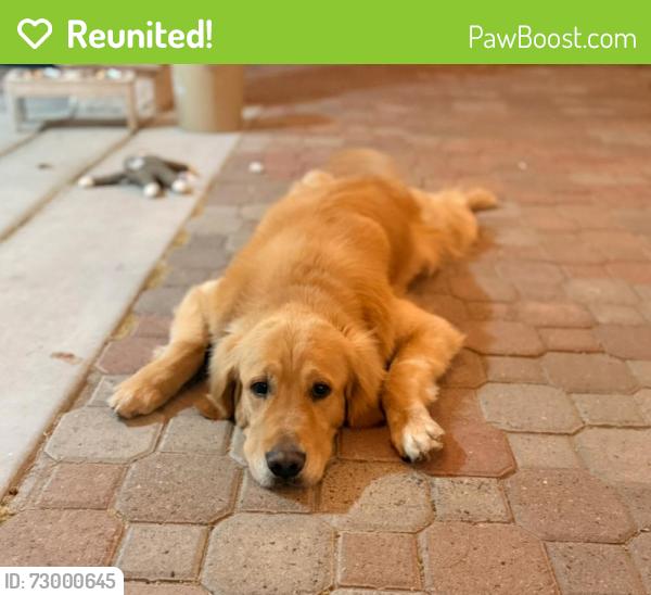 Reunited Male Dog last seen New forest and flamingo, Las Vegas, NV 89147