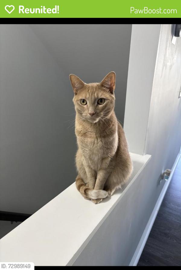 Reunited Male Cat last seen Near Celest Terrace, Chantilly, VA 20152, USA, Chantilly, VA 20152