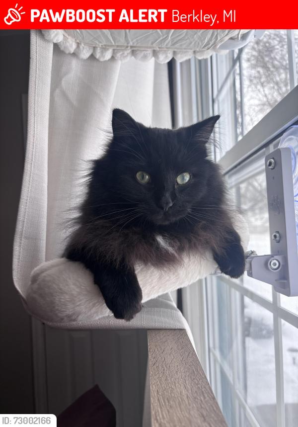 Lost Male Cat last seen Buckingham and Oxford, Berkley, MI 48072