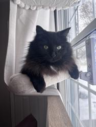 Lost Male Cat last seen Buckingham and Oxford, Berkley, MI 48072
