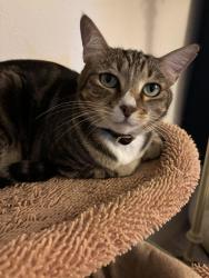 Lost Female Cat last seen Murphy Ranch Park, Whittier, CA 90603