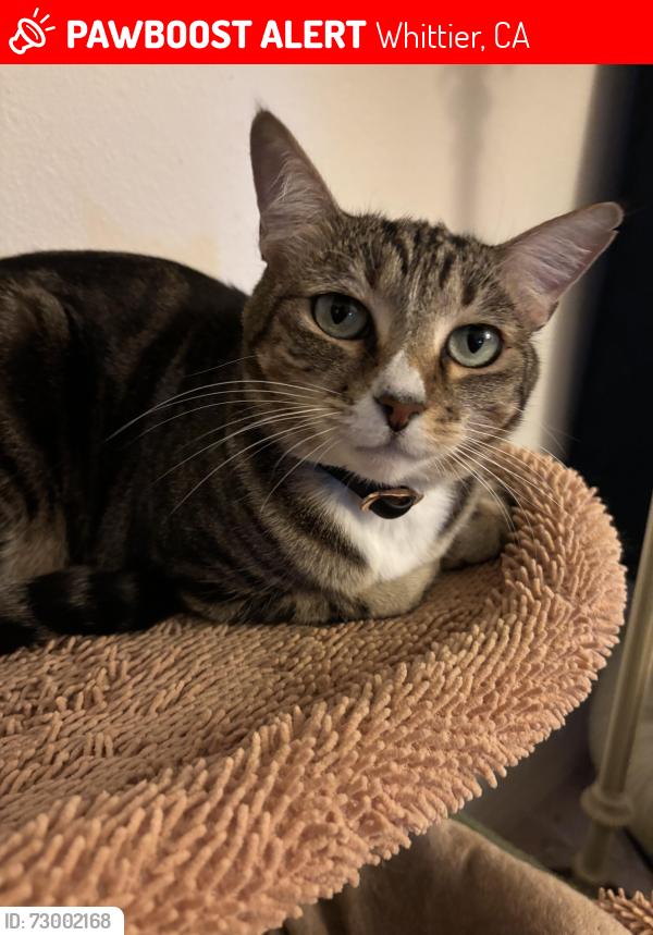 Lost Female Cat last seen Murphy Ranch Park, Whittier, CA 90603