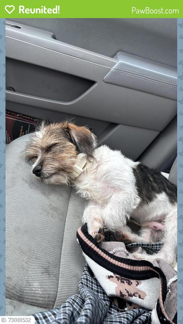 Reunited Male Dog last seen Ross st and north Adams st Durham NC 27703, Durham, NC 27703