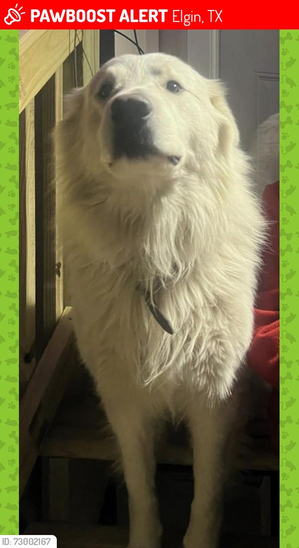 Lost Male Dog last seen Near erson Ln, went missing around 2 am.:, Elgin, TX 78621