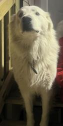 Lost Male Dog last seen Near erson Ln, went missing around 2 am.:, Elgin, TX 78621