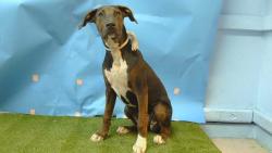 Shelter Stray Female Dog last seen , 11258 Garfield Ave, Downey, CA 90242, USA