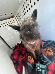 Shelter Stray Female Dog last seen 47TH ST/50TH AVE, 95824, 3839 Bradshaw Rd, Sacramento, CA 95827, USA