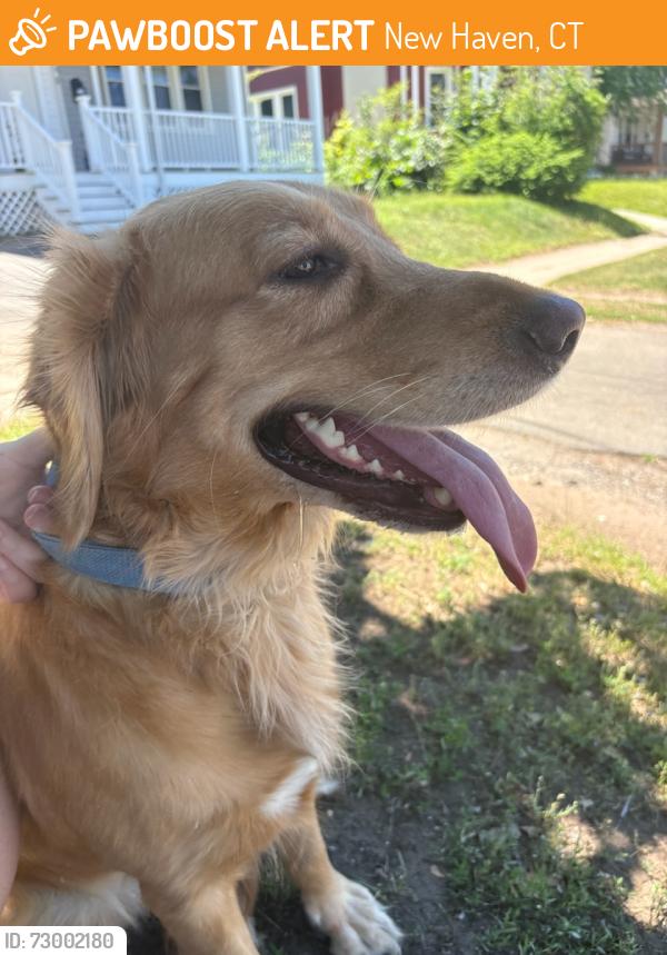 Found/Stray Unknown Dog last seen Westville , New Haven, CT 06511