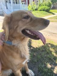 Found/Stray Unknown Dog last seen Westville, New Haven, CT 06511