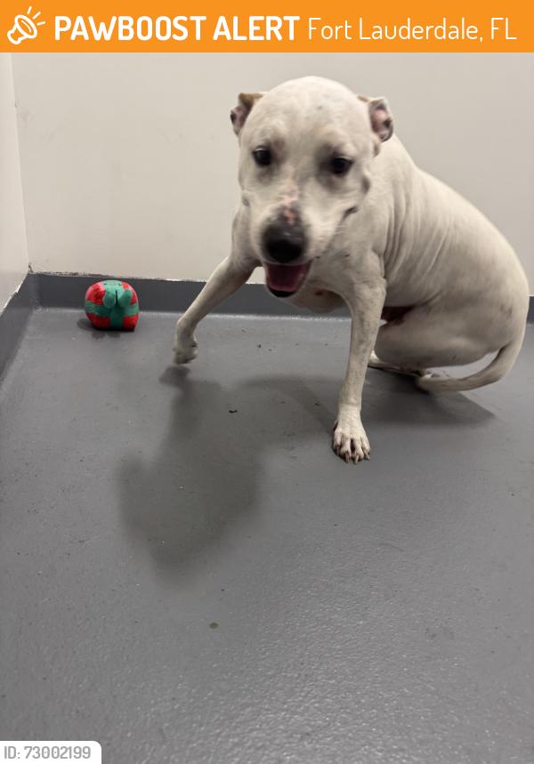 Found/Stray Male Dog last seen Davie Blvd / 22 ave, Fort Lauderdale, FL 33312