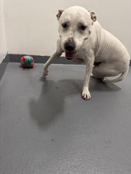 Found/Stray Male Dog last seen Davie Blvd / 22 ave, Fort Lauderdale, FL 33312