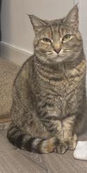 Reunited Female Cat last seen Bartee road 23224, Richmond, VA 23224