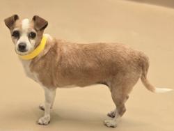 Shelter Stray Female Dog last seen , 14409 Vanowen St, Van Nuys, CA 91405, USA
