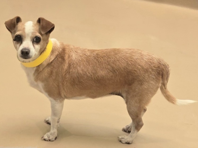 Shelter Stray Female Dog last seen , 14409 Vanowen St, Van Nuys, CA 91405, USA