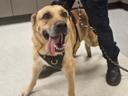 Shelter Stray Female Dog last seen , 14409 Vanowen St, Van Nuys, CA 91405, USA